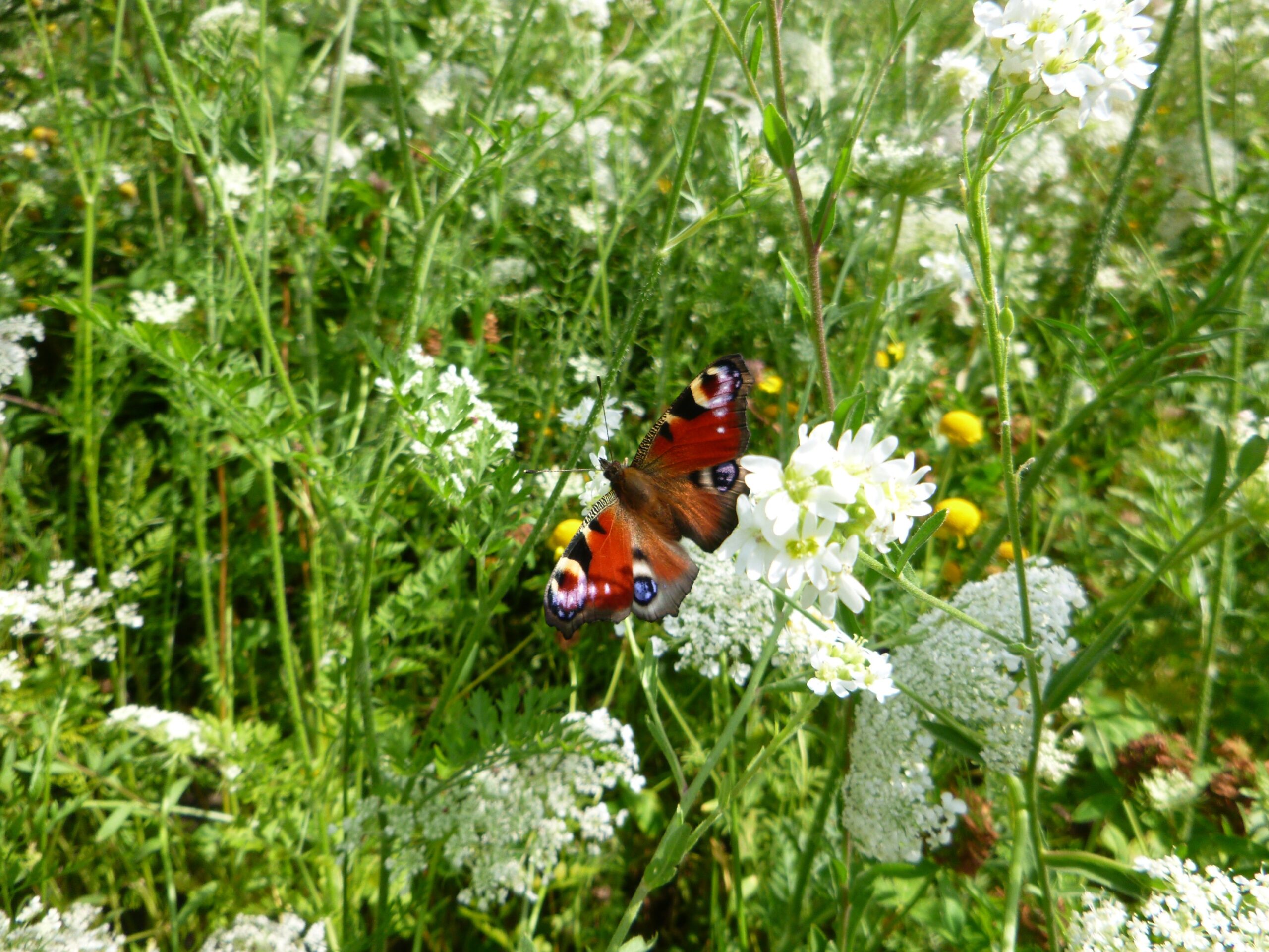 Biotop mit Schmetterling - Anlegen von Biotopen in Lübeck